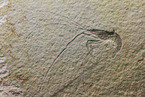 prawn fossil