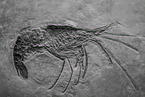 prawn fossil