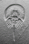 horseshoe crab fossil