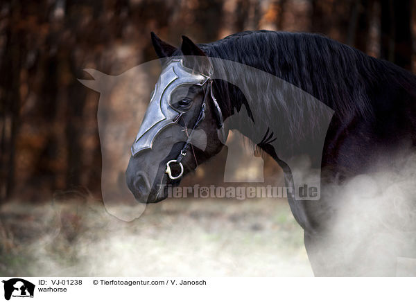 Kriegspferd / warhorse / VJ-01238