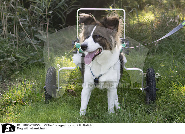 Hund mit Rollstuhl / Dog with wheelchair / HBO-02855