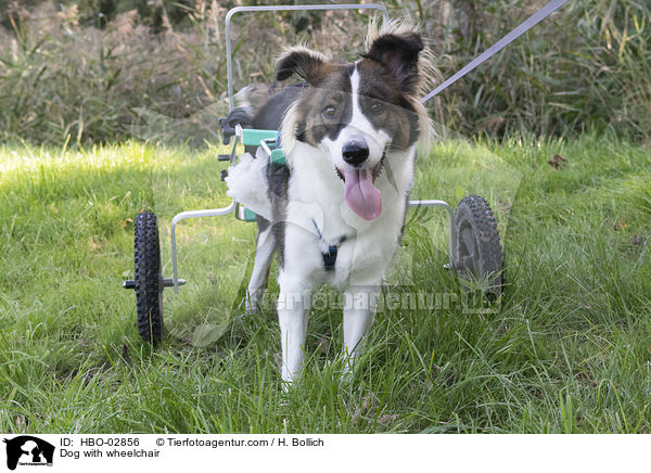Hund mit Rollstuhl / Dog with wheelchair / HBO-02856