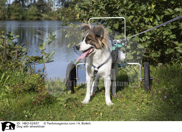 Hund mit Rollstuhl / Dog with wheelchair / HBO-02857