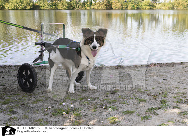 Hund mit Rollstuhl / Dog with wheelchair / HBO-02859