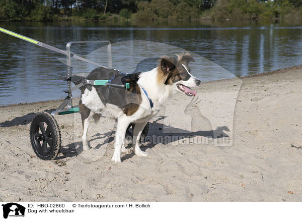 Hund mit Rollstuhl / Dog with wheelchair / HBO-02860