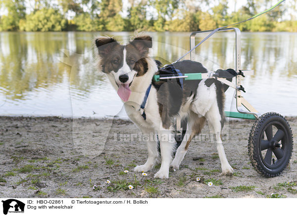 Hund mit Rollstuhl / Dog with wheelchair / HBO-02861