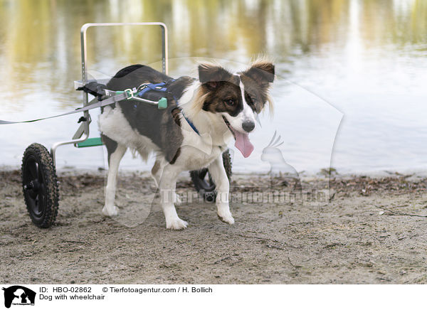Hund mit Rollstuhl / Dog with wheelchair / HBO-02862