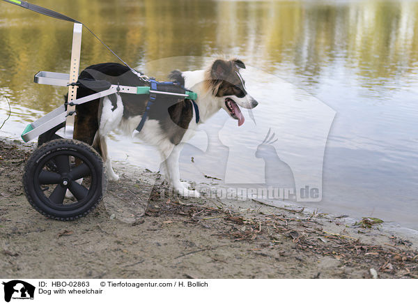 Hund mit Rollstuhl / Dog with wheelchair / HBO-02863