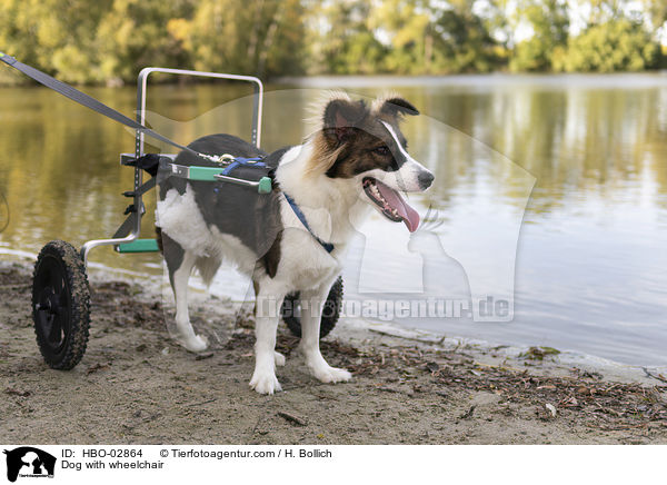 Hund mit Rollstuhl / Dog with wheelchair / HBO-02864