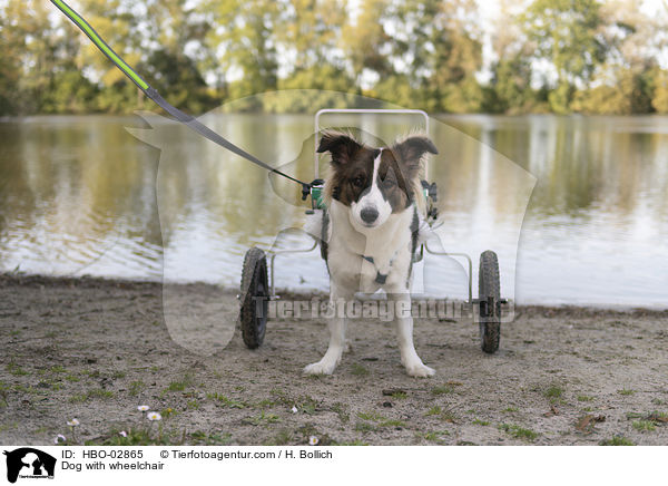 Dog with wheelchair / HBO-02865