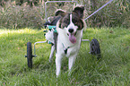 Dog with wheelchair