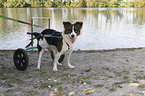 Dog with wheelchair