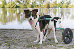 Dog with wheelchair