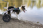 Dog with wheelchair