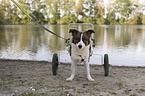 Dog with wheelchair