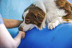 physiotherapy