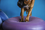 physiotherapy