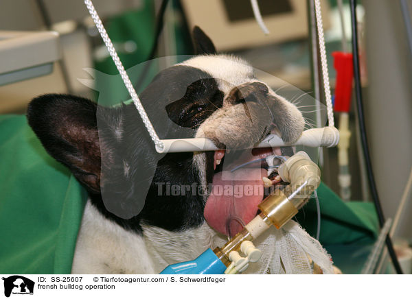 Operation bei einer Franzsichen Bulldogge / frensh bulldog operation / SS-25607