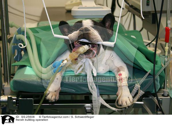 Operation bei einer Franzsichen Bulldogge / frensh bulldog operation / SS-25608