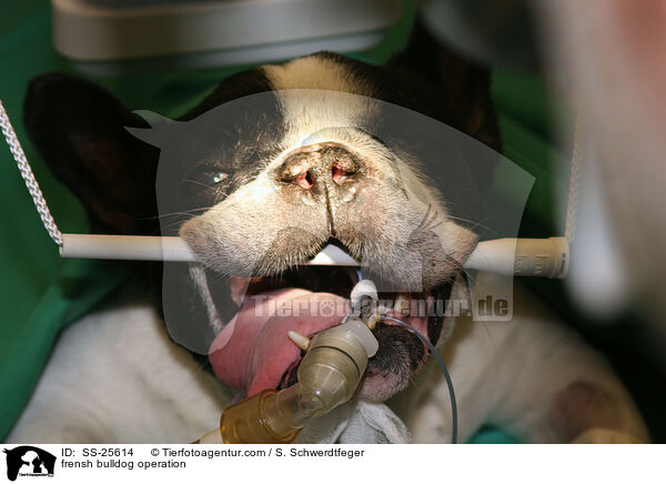 Operation bei einer Franzsichen Bulldogge / frensh bulldog operation / SS-25614