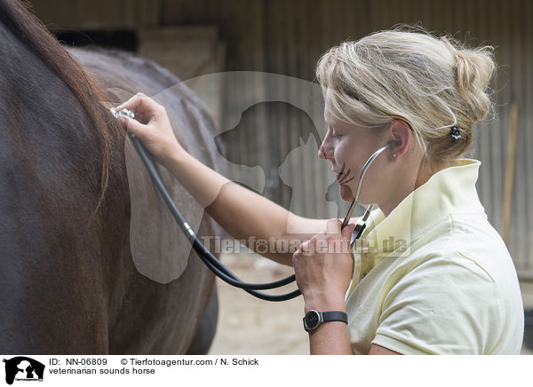 veterinarian sounds horse / NN-06809
