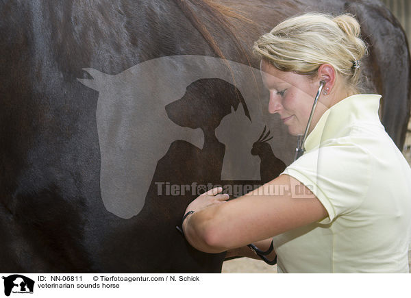 Tierarzt hrt Pferd ab / veterinarian sounds horse / NN-06811