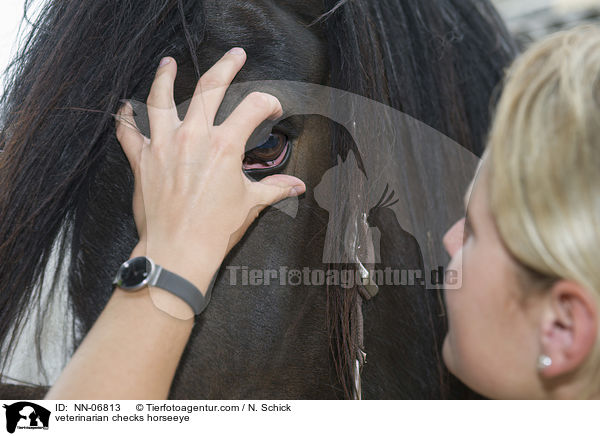 Tierarzt checkt Pferdeauge / veterinarian checks horseeye / NN-06813
