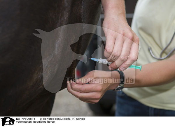 Tierarzt impft Pferd / veterinarian inoculates horse / NN-06814