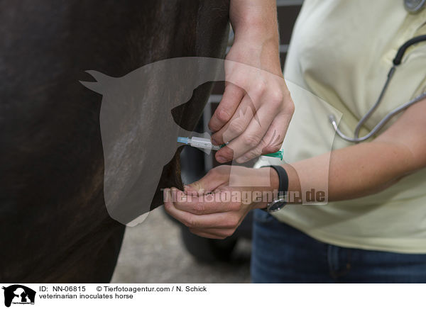 Tierarzt impft Pferd / veterinarian inoculates horse / NN-06815