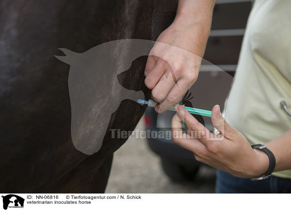 veterinarian inoculates horse / NN-06816