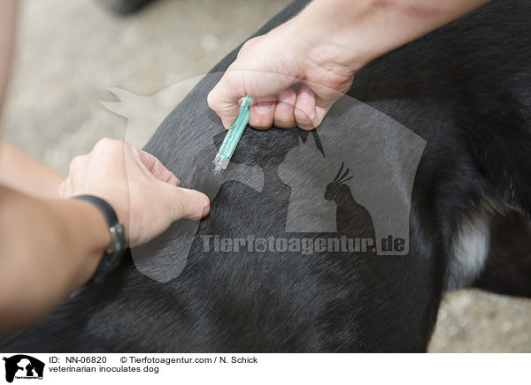 veterinarian inoculates dog / NN-06820
