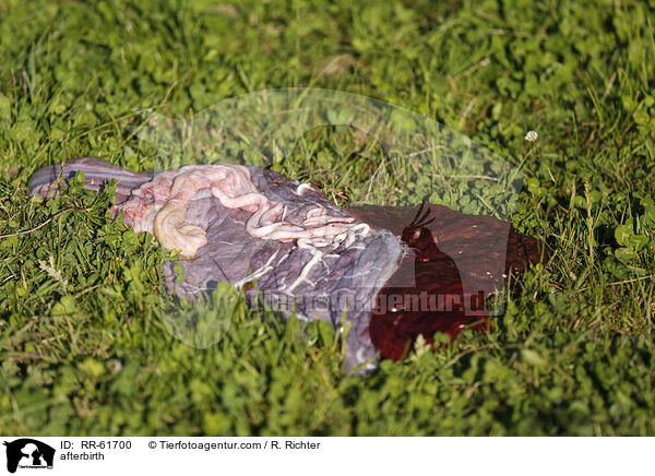 Nachgeburt / afterbirth / RR-61700