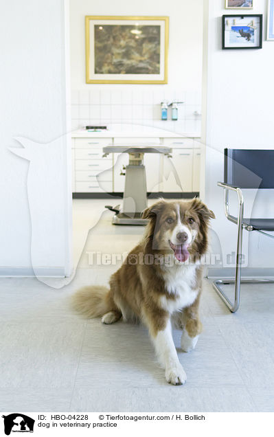 Hund in Tierarztpraxis / dog in veterinary practice / HBO-04228