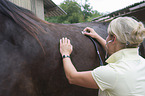 veterinarian checks horse