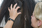 veterinarian checks horseeye