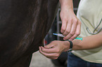 veterinarian inoculates horse