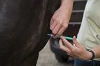 veterinarian inoculates horse