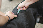 veterinarian inoculates dog