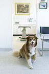 dog in veterinary practice