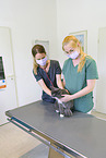 veterinarians with cat
