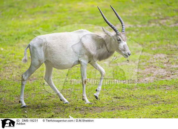 Mendesantilope / Addax / DMS-18231
