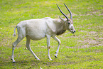 Addax