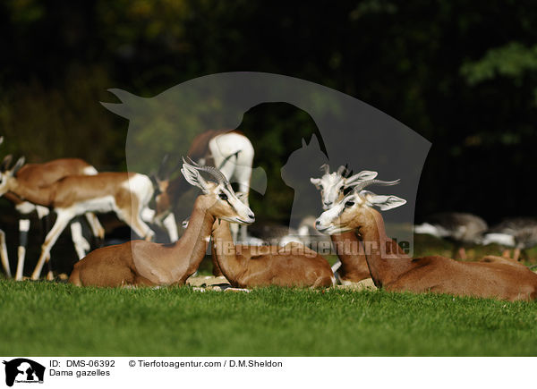 Dama gazelles / DMS-06392