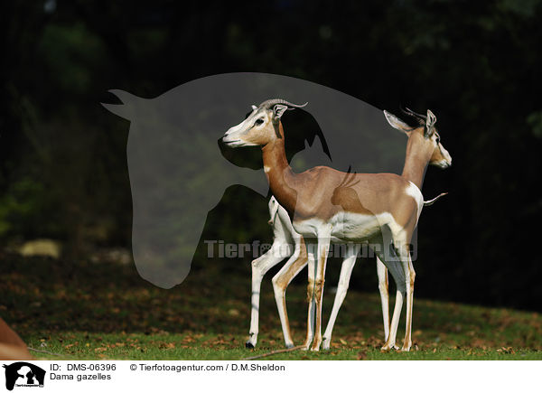 Damagazellen / Dama gazelles / DMS-06396