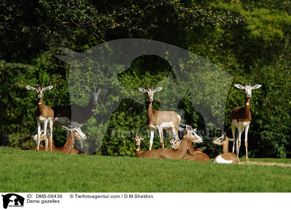 Damagazellen / Dama gazelles / DMS-06436