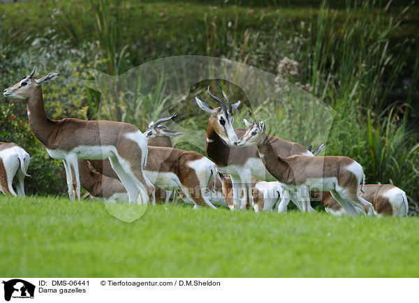 Damagazellen / Dama gazelles / DMS-06441