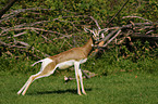 Dama gazelle