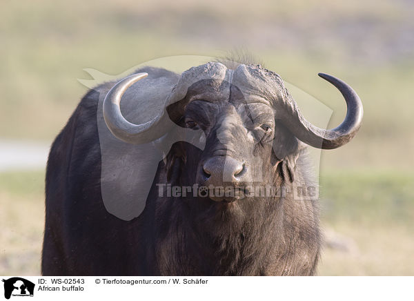 African buffalo / WS-02543