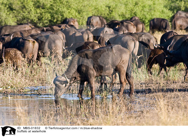 Kaffernbffel am Wasserloch / buffalo at waterhole / MBS-01832