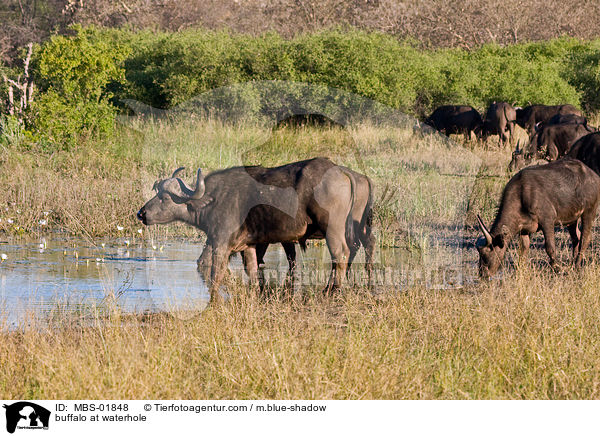 Kaffernbffel am Wasserloch / buffalo at waterhole / MBS-01848